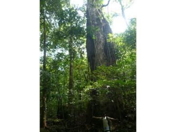 Finca Capira (ID 13081)
