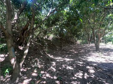 SE VENDE FINCA DE 1 HA EN EL CORREGIMIENTO DE BONDA , SANTA MARTA