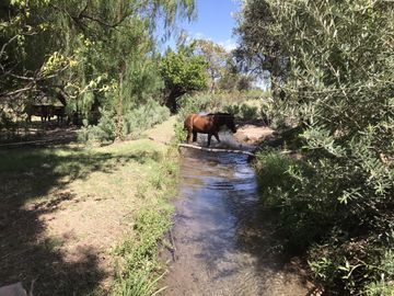 FINCA DE 4,7 HECTAREAS CON CASAS