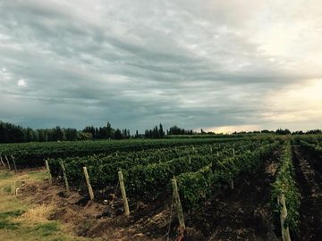 Finca de 55 hectareas - Cuadro Benegas- San Rafael