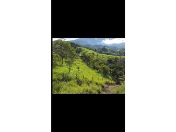 VENDO TITULADAS  39 HECTAREAS EN GUALACA