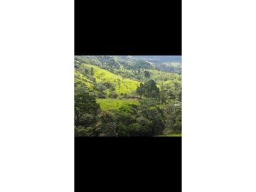 VENDO TITULADAS  39 HECTAREAS EN GUALACA