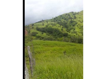 VENDO TITULADAS  39 HECTAREAS EN GUALACA