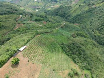 finca en venta en borrero ayerbe. Cod V12042