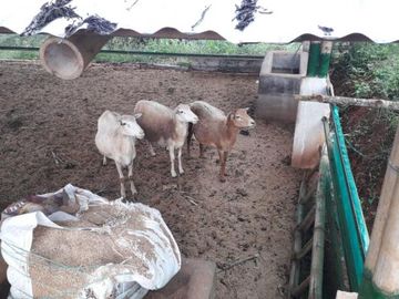 finca en venta en borrero ayerbe. Cod V12042