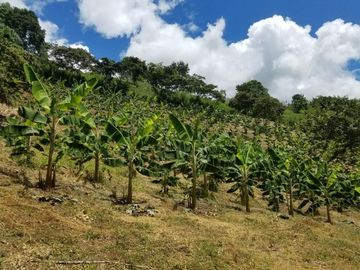 finca en venta en borrero ayerbe. Cod V12042