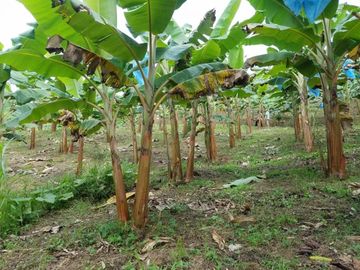 finca en venta en borrero ayerbe. Cod V12042
