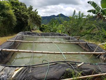 finca en venta en borrero ayerbe. Cod V12042