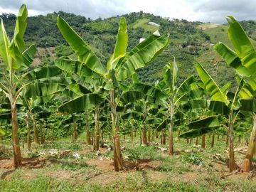 finca en venta en borrero ayerbe. Cod V12042