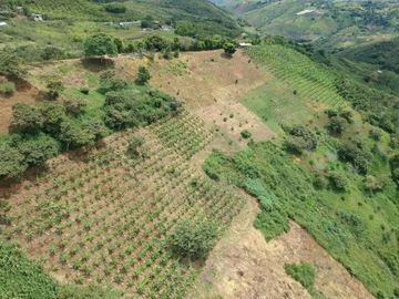 finca en venta en borrero ayerbe. Cod V12042