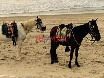 Increíble oportunidad de adquirir un terreno de 450 m² en una de las mejores playas del norte, Los Órganos, Piura. Este terreno es perfecto para desar