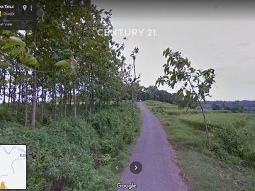 Dijual CEPAT Hutan Jati Di Desa Milir Nganjuk
