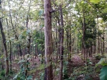 Dijual CEPAT Hutan Jati Di Desa Milir Nganjuk