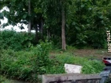 Dijual CEPAT Hutan Jati Di Desa Milir Nganjuk