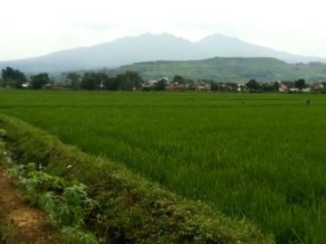 5666 M2 Sawah Subur Dekat ke Jalan Raya, Desa Cikuya, Cicalengka, Kab. Bandung