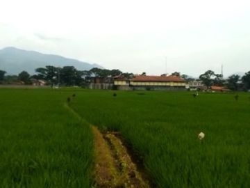 5666 M2 Sawah Subur Dekat ke Jalan Raya, Desa Cikuya, Cicalengka, Kab. Bandung