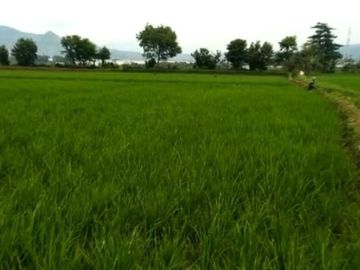 5666 M2 Sawah Subur Dekat ke Jalan Raya, Desa Cikuya, Cicalengka, Kab. Bandung