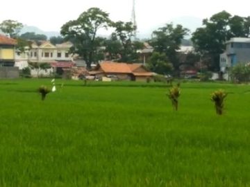 5666 M2 Sawah Subur Dekat ke Jalan Raya, Desa Cikuya, Cicalengka, Kab. Bandung