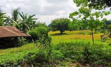 Agricultural Lot in Capas, Tarlac