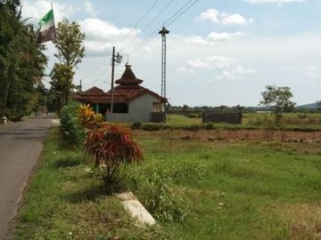 Tanah sawah produktif luas di Minggir