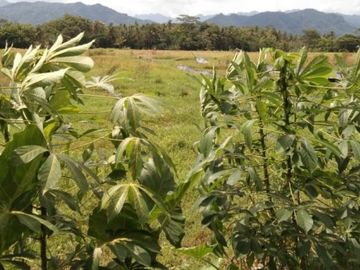 Tanah sawah produktif luas di Minggir