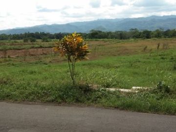Tanah sawah produktif luas di Minggir
