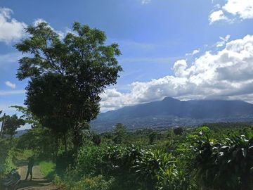 spesial lahan kebun jeruk produktif