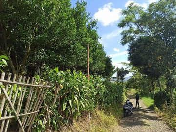 spesial lahan kebun jeruk produktif