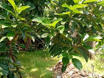 Dijual Kavling Strategis Di Jalan Pahlawan Ciputat Tangsel