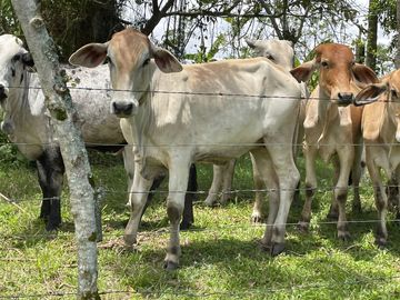 finca en venta en via alcala - cartago. Cod V609