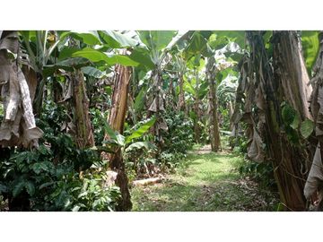 SE VENDE FINCA EN PUEBLO TAPAO
