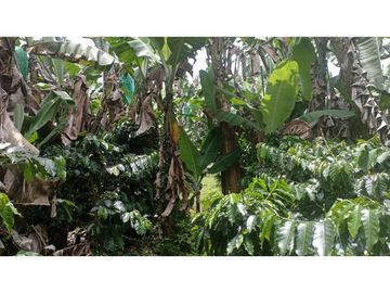 SE VENDE FINCA EN PUEBLO TAPAO