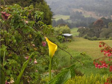 FINCA CON AMPLIO LOTE EN SANTA ELENA VEREDA SANTA ELENA SECTOR CENTRAL