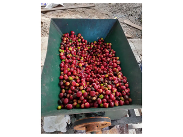 Venta De Terreno Con Plantaciones De Café Orgánico En Producción
