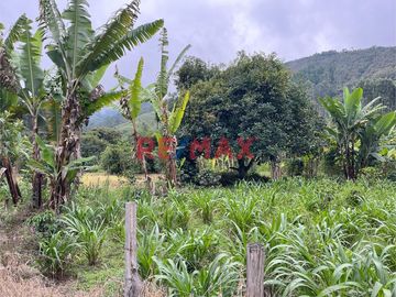 Venta De Terreno Con Plantaciones De Café Orgánico En Producción