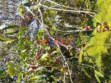 Venta De Terreno Con Plantaciones De Café Orgánico En Producción