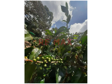 Venta De Terreno Con Plantaciones De Café Orgánico En Producción