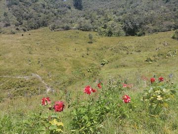 Venta finca Agropecuaria Concepción Antioquia