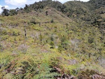 Venta finca Agropecuaria Concepción Antioquia