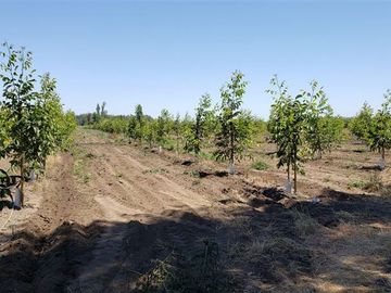 Agrícola en Venta en Las Mercedes