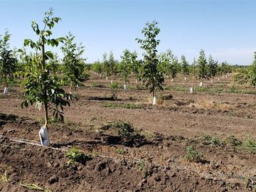 Agrícola en Venta en Las Mercedes