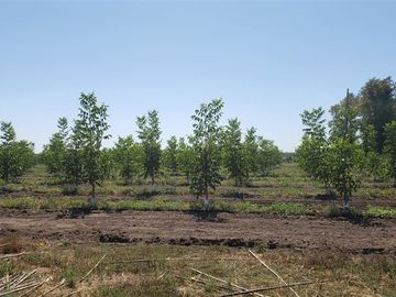 Agrícola en Venta en Las Mercedes