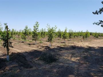 Agrícola en Venta en Las Mercedes