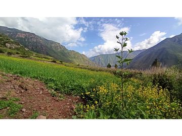 VENDO TERRENO DE 3672 M2 VALLE SAGRADO DE LOS INCAS TARAY CUSCO PERÚ