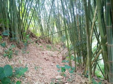 20 Tumbak Tanah Sumber Air, Tugumukti, Cisarua, Bandung Barat