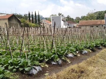 Tanah Kebun Strategis Lembang Bandung | IWANS