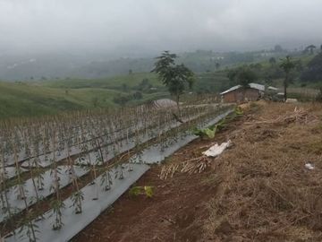 Jual Cepat Tanah Perkebunan 130 Ha Di Cipanas Kota Cianjur