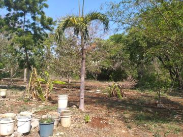 VENTA DE RANCHO PARA GANADERIA O FRACCIONAR EN CARRETERA A TIXKOKOB, YUCATÁN