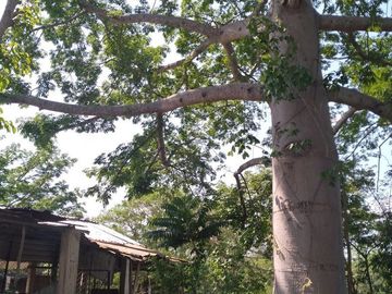 VENTA DE RANCHO PARA GANADERIA O FRACCIONAR EN CARRETERA A TIXKOKOB, YUCATÁN