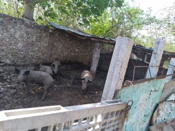 VENTA DE RANCHO PARA GANADERIA O FRACCIONAR EN CARRETERA A TIXKOKOB, YUCATÁN
